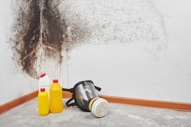 Trusted Winsted, CT Mold Removal Experts