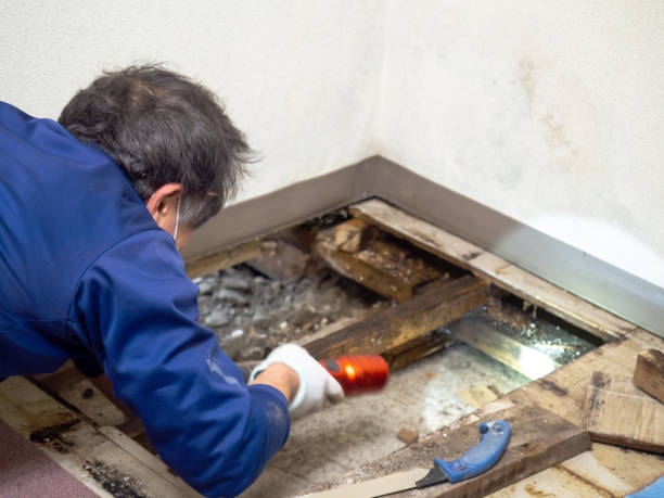 Best Mold Removal Company Near Me  in Winsted, CT