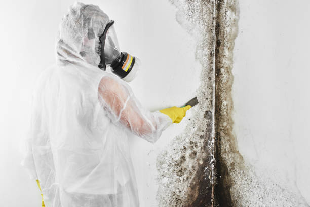 Best Mold Remediation  in Winsted, CT