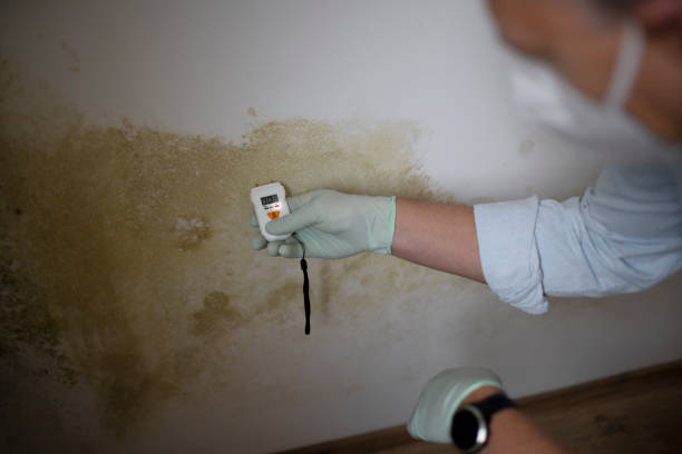 Best Same-Day Mold Removal  in Winsted, CT