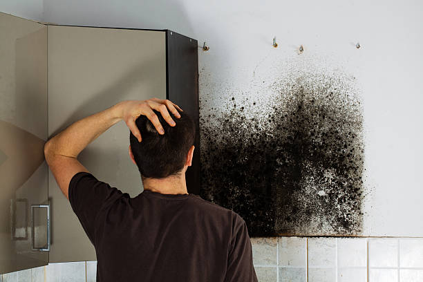Best Mold Removal Near Me  in Winsted, CT