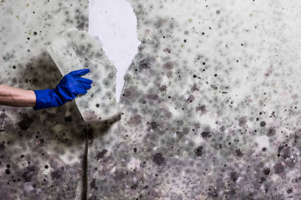 Best Best Mold Removal Companies  in Winsted, CT