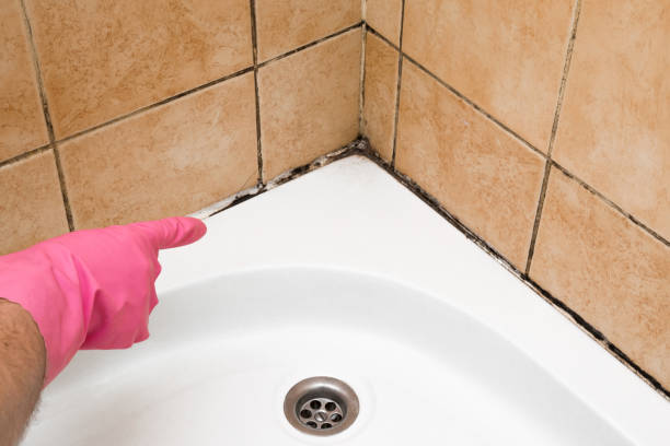 Best Home Mold Removal  in Winsted, CT